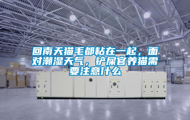 回南天貓毛都粘在一起，面對(duì)潮濕天氣，鏟屎官養(yǎng)貓需要注意什么