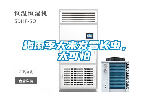 梅雨季大米發(fā)霉長蟲，太可怕