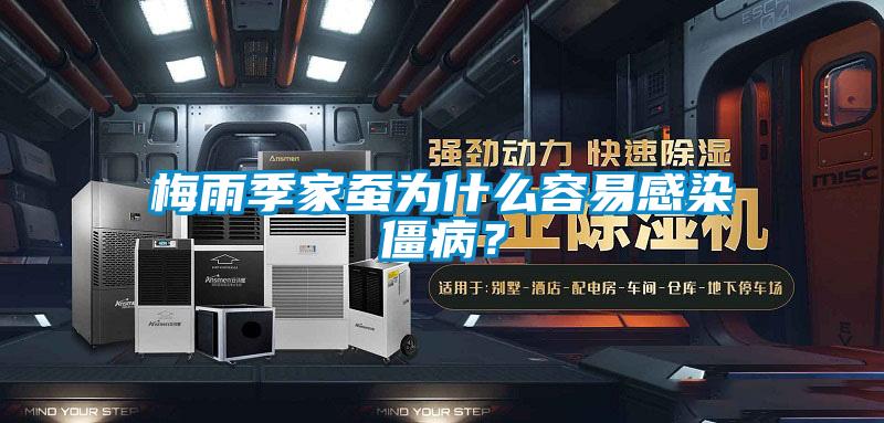 梅雨季家蠶為什么容易感染僵病？