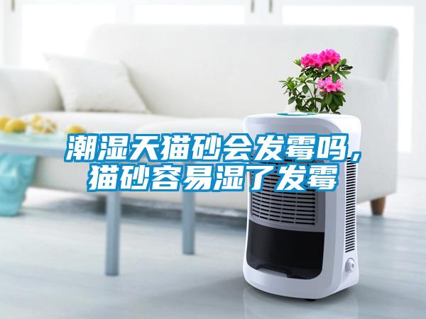 潮濕天貓砂會發(fā)霉嗎，貓砂容易濕了發(fā)霉