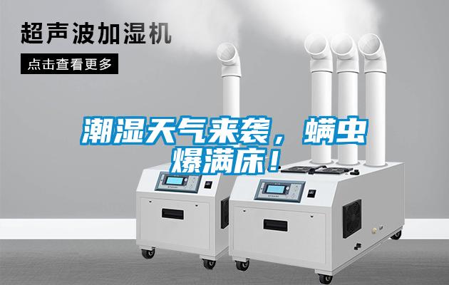 潮濕天氣來襲，螨蟲爆滿床！