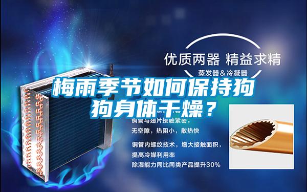 梅雨季節(jié)如何保持狗狗身體干燥？