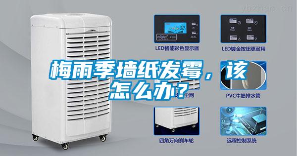 梅雨季墻紙發(fā)霉，該怎么辦？
