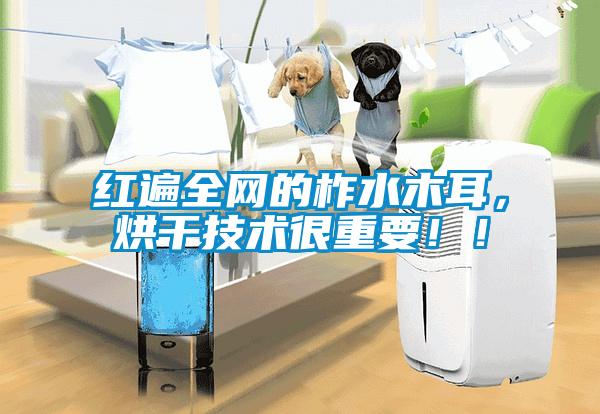 紅遍全網(wǎng)的柞水木耳，烘干技術(shù)很重要??！