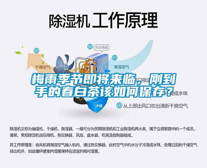 梅雨季節(jié)即將來臨，剛到手的春白茶該如何保存？