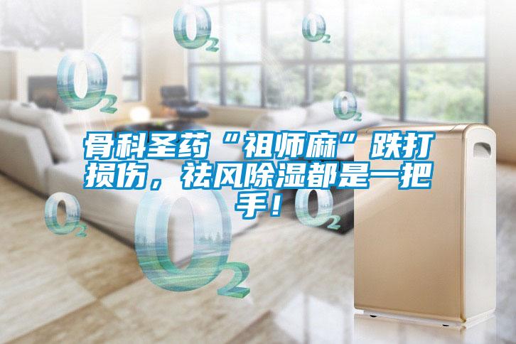 骨科圣藥“祖師麻”跌打損傷，祛風(fēng)除濕都是一把手！