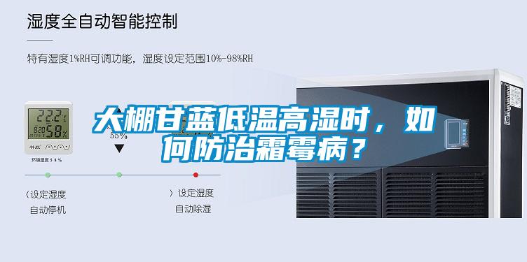 大棚甘藍(lán)低溫高濕時(shí)，如何防治霜霉病？