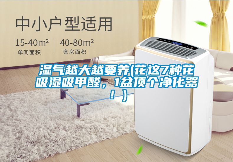 濕氣越大越要養(yǎng)(花這7種花吸濕吸甲醛，1盆頂個凈化器！)